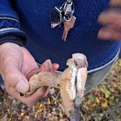 241017 Paddenstoelenexcursie022.jpg